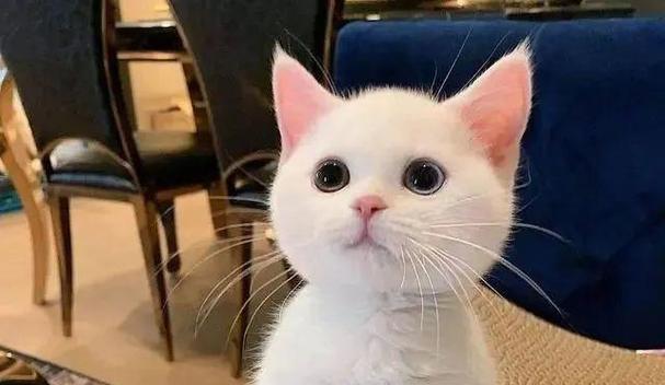 猫咪毛色绚丽的饮食秘诀