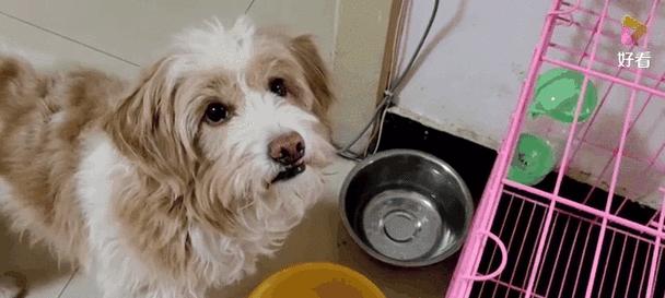 狗狗拒吃狗粮怎么办？这些替代食物更健康