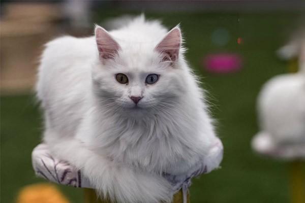 犬猫多发性嗜酸细胞性骨炎 犬猫多发性嗜酸细胞性骨炎