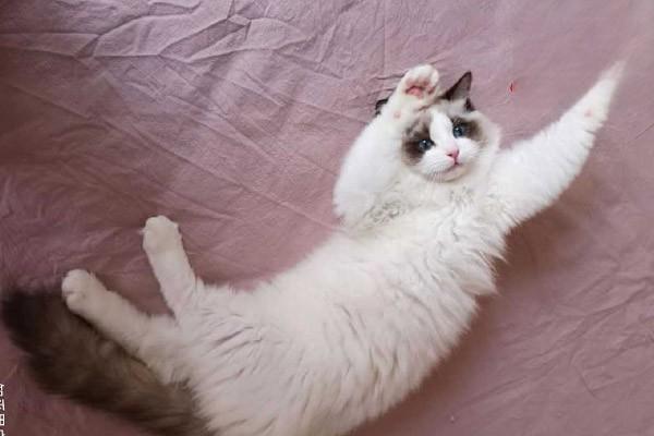 犬猫黏液囊炎治疗方案 犬猫黏液囊炎治疗方案