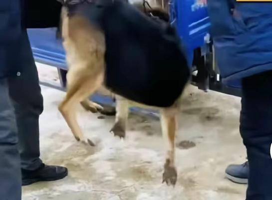 牧羊犬与放羊之间的默契(探索牧羊犬作为放羊工具的原因与优势) 牧羊犬与放羊之间的默契(探索牧羊犬作为放羊工具的原因与优势)