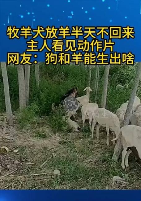 牧羊犬与放羊之间的默契(探索牧羊犬作为放羊工具的原因与优势) 牧羊犬与放羊之间的默契(探索牧羊犬作为放羊工具的原因与优势)