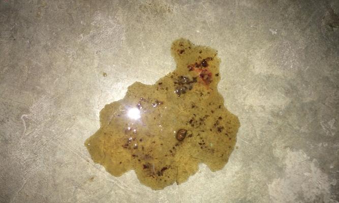 小而香（微观世界中的奇妙细节——细小便便的形态与特性）