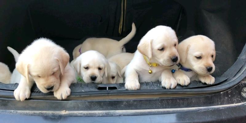 40天小狗喂什么好?(科学喂养让小狗健康成长) 40天小狗喂什么好?(科学喂养让小狗健康成长)