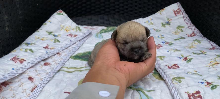 40天小狗喂什么好?(科学喂养让小狗健康成长) 40天小狗喂什么好?(科学喂养让小狗健康成长)