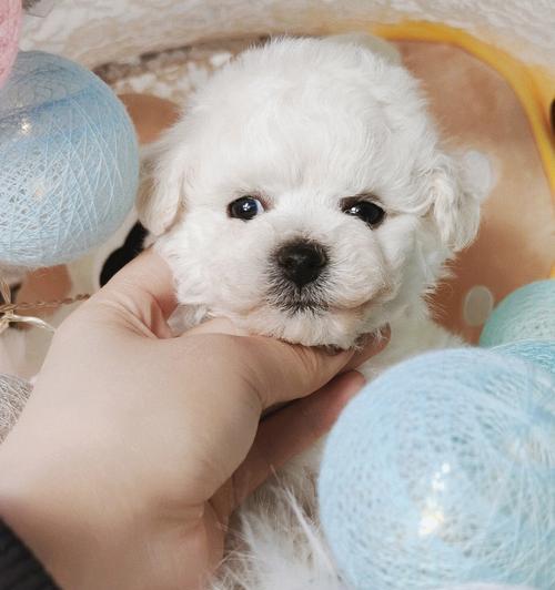 40天小狗科学喂养指南，健康成长必备知识