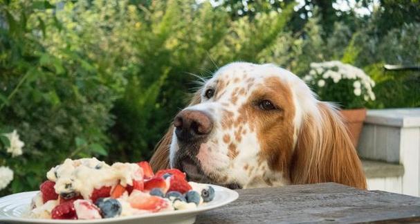 新生狗狗的饮食指南(为您的小狗提供健康的饮食) 新生狗狗的饮食指南(为您的小狗提供健康的饮食)