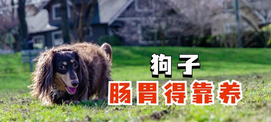 新生狗狗健康饮食指南，科学喂养助成长