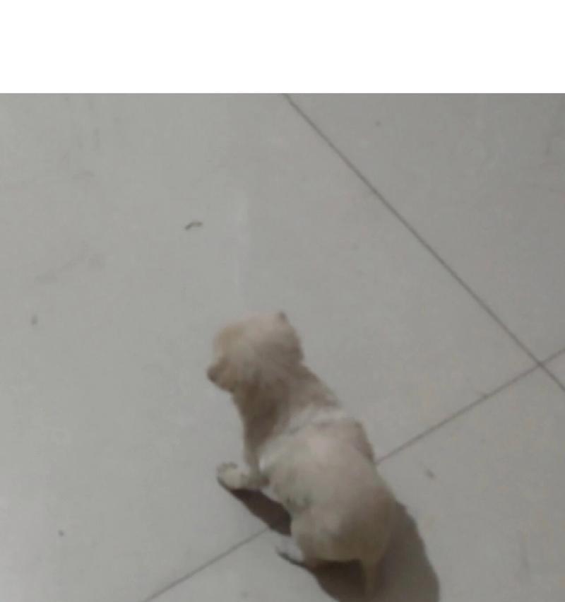 40多天的小狗狗应该吃什么?(满足小狗狗营养需求的最佳饮食选择) 40多天的小狗狗应该吃什么?(满足小狗狗营养需求的最佳饮食选择)