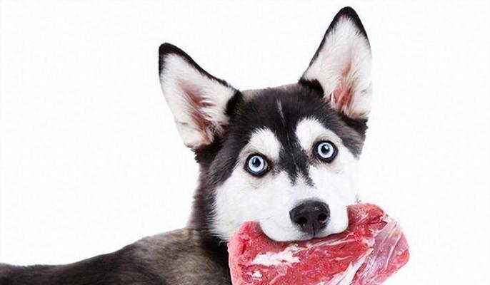 40多天的小狗狗应该吃什么?(满足小狗狗营养需求的最佳饮食选择) 40多天的小狗狗应该吃什么?(满足小狗狗营养需求的最佳饮食选择)