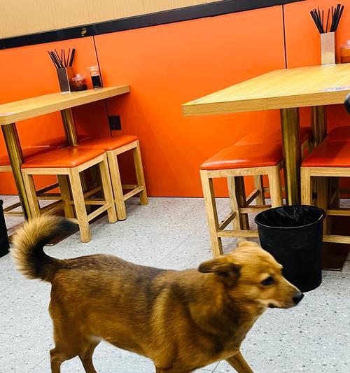 40多天的小狗狗应该吃什么?(满足小狗狗营养需求的最佳饮食选择) 40多天的小狗狗应该吃什么?(满足小狗狗营养需求的最佳饮食选择)