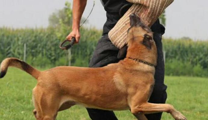 以杜高犬能打什么猎物(杜高犬的狩猎技能与特长) 以杜高犬能打什么猎物(杜高犬的狩猎技能与特长)