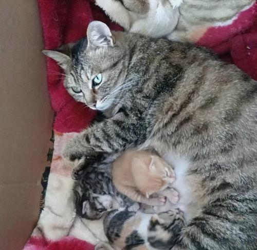 探寻三色狸花猫的迷人之处(解析三色狸花猫的品种特点与魅力) 探寻三色狸花猫的迷人之处(解析三色狸花猫的品种特点与魅力)