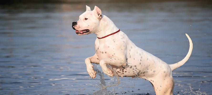 以杜高犬能打什么猎物(杜高犬的狩猎技能与特长) 以杜高犬能打什么猎物(杜高犬的狩猎技能与特长)