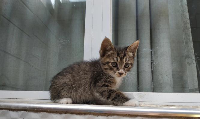 探寻三色狸花猫的迷人之处(解析三色狸花猫的品种特点与魅力) 探寻三色狸花猫的迷人之处(解析三色狸花猫的品种特点与魅力)