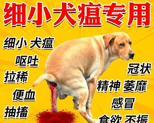 如何治疗狗狗犬瘟引起的腹泻？（药物治疗是关键，适当饮食也很重要）