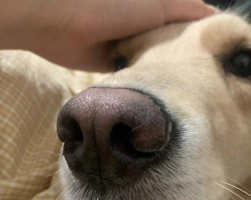 狗鼻子的湿润之谜（揭开狗鼻子湿润的原因及其重要作用）