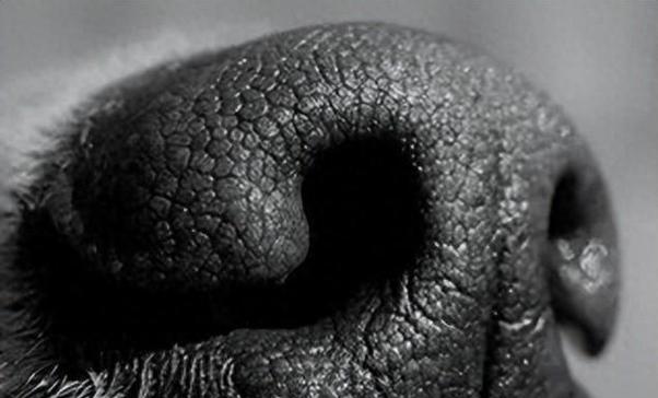 狗鼻子的湿润之谜（揭开狗鼻子湿润的原因及其重要作用）