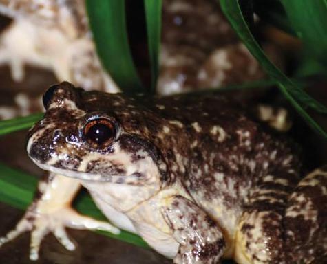 冬天中的勇敢者（探索寒冷季节中动物的适应能力和生存策略）