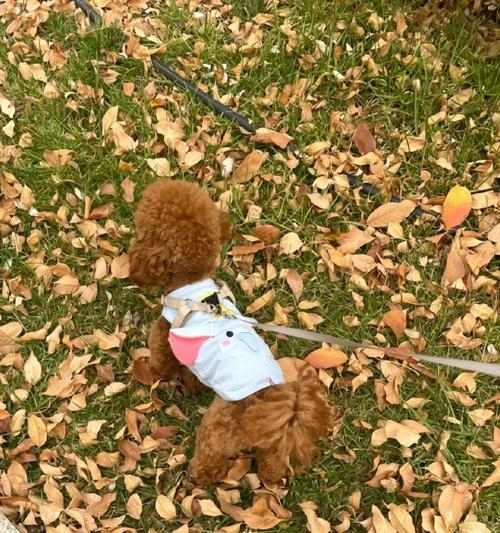 狗鼻子为何总是湿润？揭秘背后的科学原因