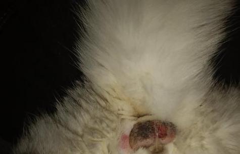 狗狗睾丸流脓的原因及治疗方法(探究狗狗睾丸流脓的症状、危害和应对措施) 狗狗睾丸流脓的原因及治疗方法(探究狗狗睾丸流脓的症状、危害和应对措施)