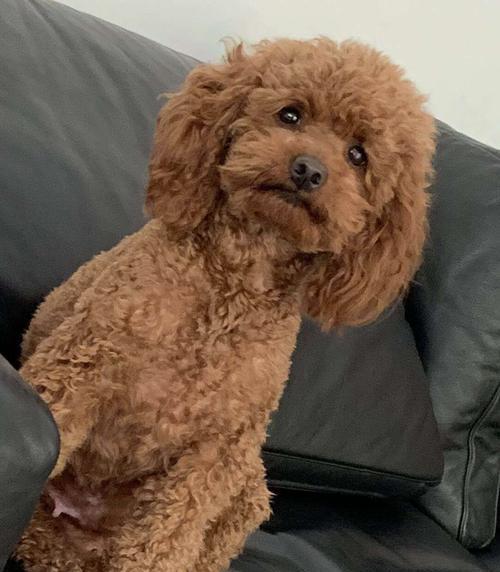 泰迪狗宫缩原因与症状全解析，如何应对与护理