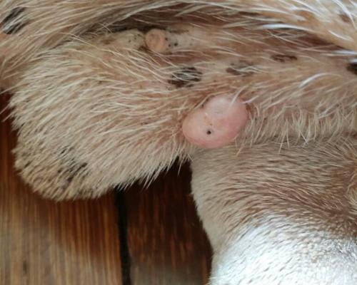 狗狗睾丸流脓原因与治疗全解析