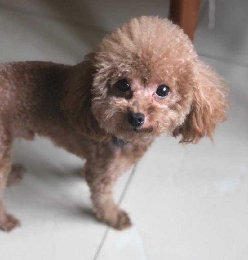 狗狗神情呆滞（探索狗狗呆滞症的成因、症状和治疗方法）