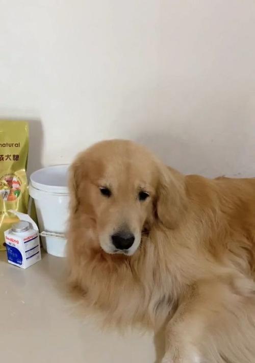 狗狗神情呆滞（探索狗狗呆滞症的成因、症状和治疗方法）