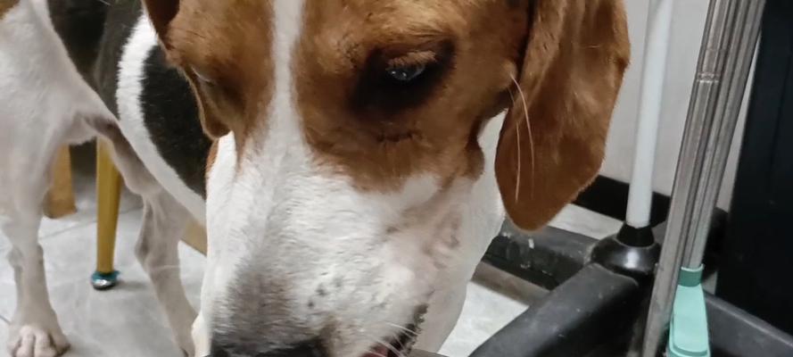 狗狗喝水过多的症状引起及预防方法（常见原因与解决方案，保护宠物健康）