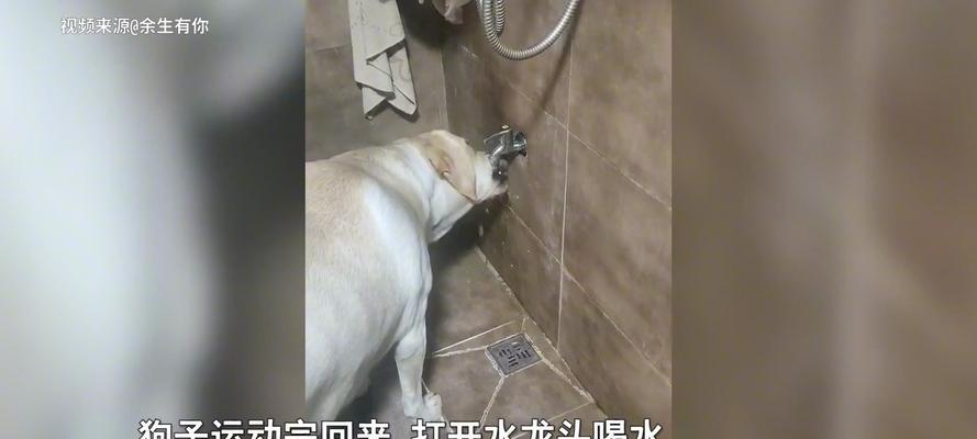 狗狗喝水过多的症状引起及预防方法（常见原因与解决方案，保护宠物健康）