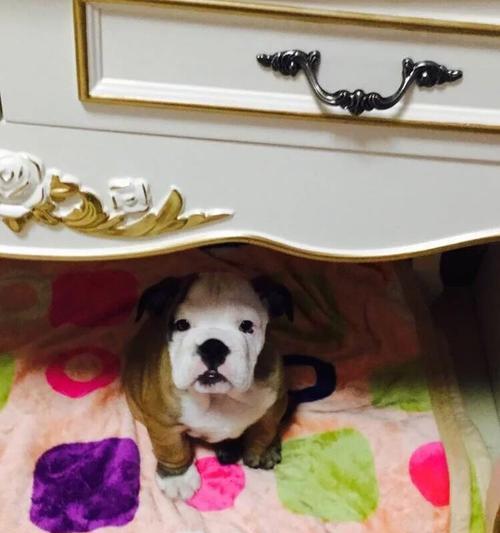 斗牛两个月注意事项:技巧、安全与准备全解析 斗牛两个月注意事项:技巧、安全与准备全解析