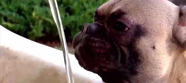 狗狗喝水过多的常见原因与科学应对方法