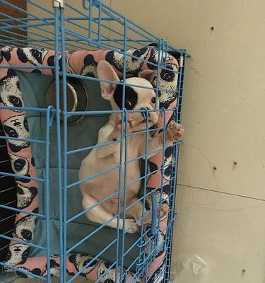 斗牛两个月注意事项:技巧、安全与准备全解析 斗牛两个月注意事项:技巧、安全与准备全解析