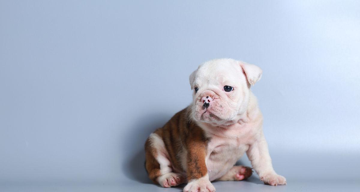 斗牛两个月注意事项：技巧、安全与准备全解析