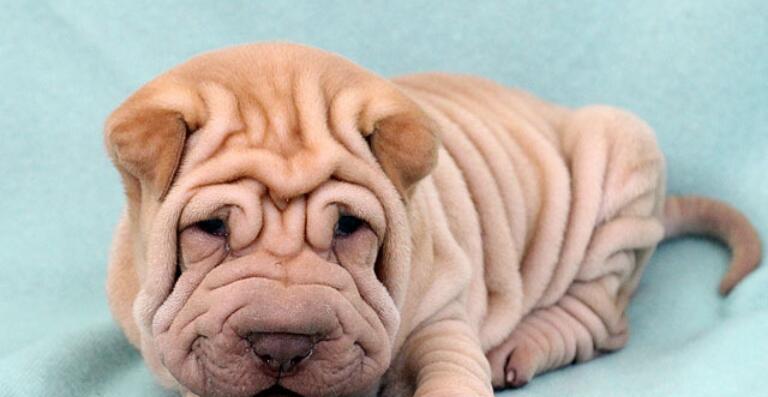 沙皮狗的喜爱游戏与玩耍之道（揭秘沙皮狗对游戏的热爱及其最佳玩耍方式）