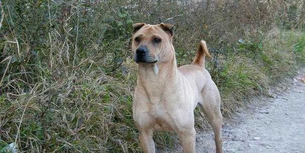 沙皮狗的喜爱游戏与玩耍之道（揭秘沙皮狗对游戏的热爱及其最佳玩耍方式）