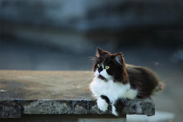 犬猫风湿病 犬猫风湿病