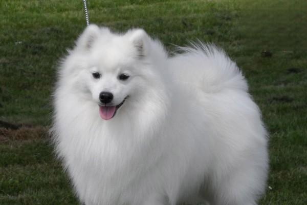 犬猫厌氧性感染 犬猫厌氧性感染