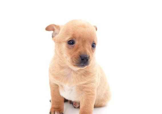 狗狗怀孕初期的常见迹象与变化