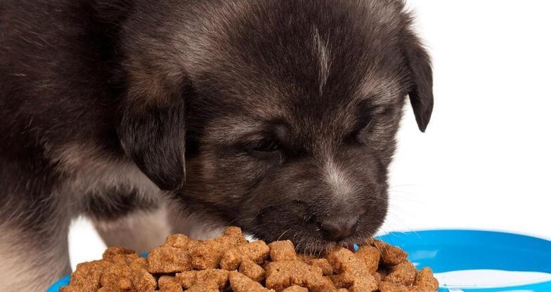 幼年小狗崽的饮食管理指南 幼年小狗崽的饮食管理指南