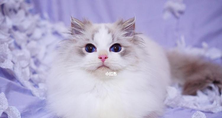 双色眼睛猫的魅力：神秘基因与独特养护之道