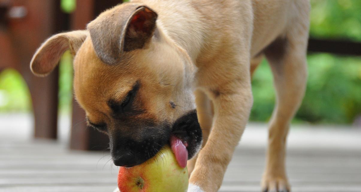 幼年小狗崽的饮食管理指南 幼年小狗崽的饮食管理指南