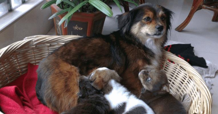 幼年小狗崽的饮食管理指南 幼年小狗崽的饮食管理指南