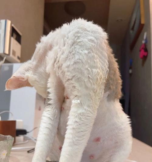 狗狗怀孕初期的常见迹象与变化