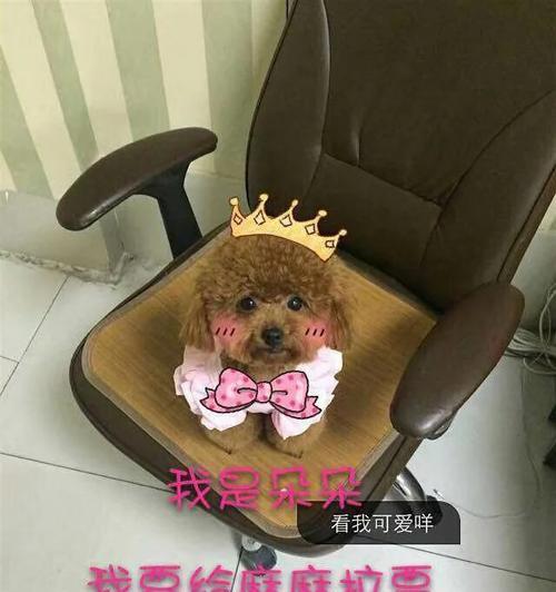 泰迪狗为何喜欢舔地?揭秘背后的原因与行为 泰迪狗为何喜欢舔地?揭秘背后的原因与行为