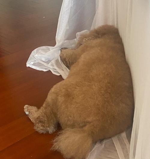 泰迪狗为何喜欢舔地?揭秘背后的原因与行为 泰迪狗为何喜欢舔地?揭秘背后的原因与行为