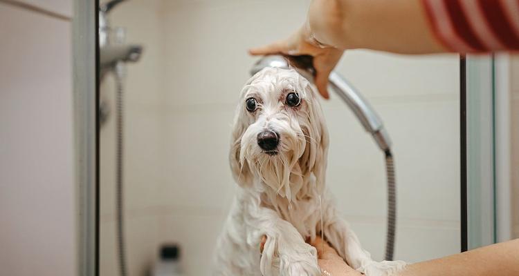 狗味的形成原因与背后意义解析 狗味的形成原因与背后意义解析