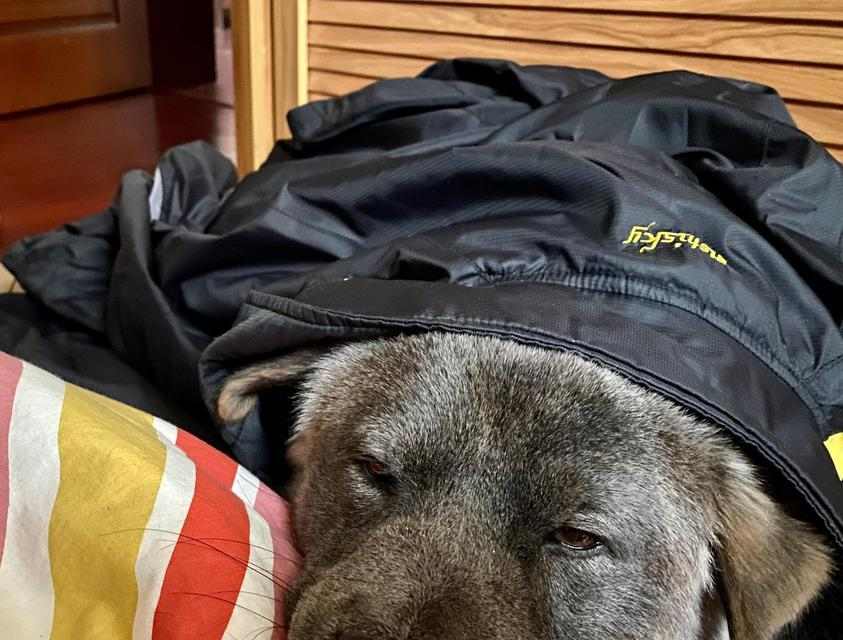 狗味的形成原因与背后意义解析 狗味的形成原因与背后意义解析