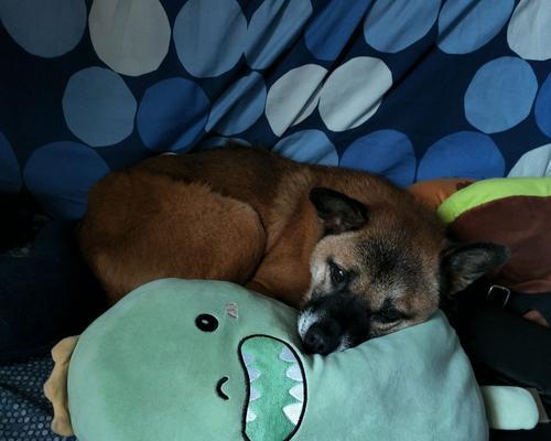 中华田园梗:唤醒乡愁与温情的网络文化符号 中华田园梗:唤醒乡愁与温情的网络文化符号